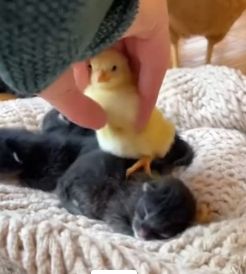 T0606006 Friendships don’t care about species ❤️ (Part 2)
