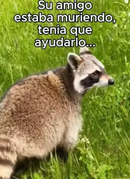V0706004 No Me Lo Esperaba❤️ Sumérgete en un mundo donde personas y animales forjan lazos intensos capaces de (Part 2)