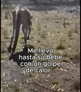V0706006 Volvieron Durante Las Lluvias❤️ (Part 2)