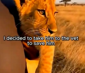 F0106010 I Saved a Lion Cub and Something Amazing Happened (Part 2)