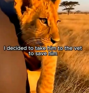 F0106010 I Saved a Lion Cub and Something Amazing Happened (Part 2)