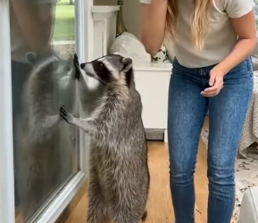 Y0706004 I rescued a poor trapped Raccoon and then this happened (Part 2)