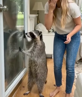 Y0706004 I rescued a poor trapped Raccoon and then this happened (Part 2)
