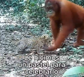 R0806006 Orangutan Crió A Leopardo (Part 2)