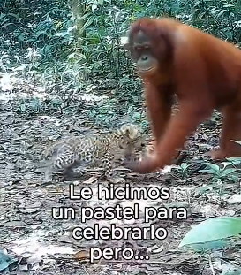 R0806006 Orangutan Crió A Leopardo (Part 2)