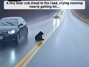 A0806002 A tiny bear cub stood in the road, crying nonstop (Part 2)