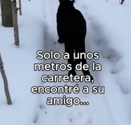 A0806005 Como Lo Recupero❤️ (Part 2)