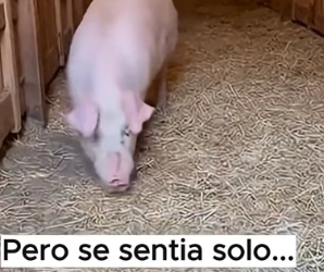 V0806004 A veces, salvar una vida solo requiere parar el auto y actuar. ��➡️❤️ Este cerdito cayó de un cami (Part 2)