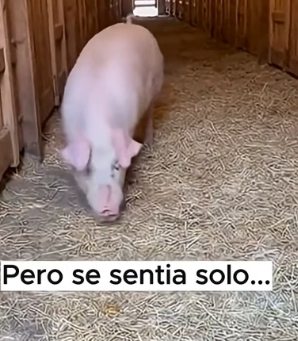 V0806004 A veces, salvar una vida solo requiere parar el auto y actuar. ��➡️❤️ Este cerdito cayó de un cami (Part 2)