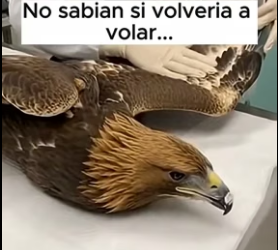 V0806005 Cuando la tecnología encuentra la tragedia natural… esto sucede. �✖️� Un águila, un vehículo (Part 2)