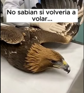 V0806005 Cuando la tecnología encuentra la tragedia natural… esto sucede. �✖️� Un águila, un vehículo (Part 2)