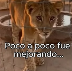 V0806006 Cuando el calor no perdona… solo los más fuertes sobreviven. �� Este rey del desierto sabe algo (Part 2)