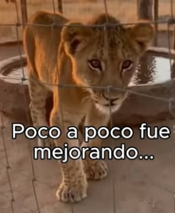 V0806006 Cuando el calor no perdona… solo los más fuertes sobreviven. �� Este rey del desierto sabe algo (Part 2)