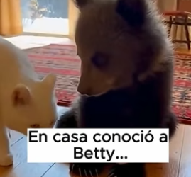 V0806011 Cuando el termómetro marca bajo cero, la verdadera fortaleza sale ❄️� ¿Qué harías tú en esta situac (Part 2)