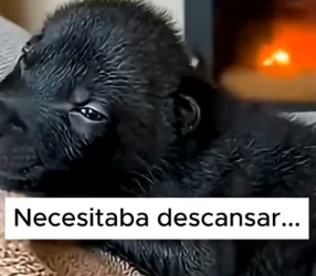 V0806010 Cuando el termómetro marca bajo cero, la verdadera fortaleza sale ❄️� ¿Qué harías tú en esta situac (Part 2)