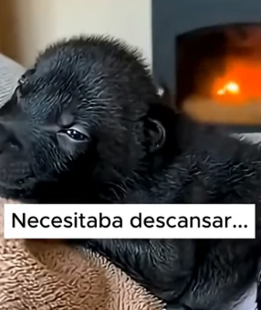 V0806010 Cuando el termómetro marca bajo cero, la verdadera fortaleza sale ❄️� ¿Qué harías tú en esta situac (Part 2)
