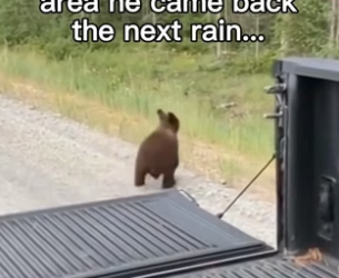 F0106001 Bear runs for his life to find a new one (Part 2)