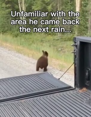 F0106001 Bear runs for his life to find a new one (Part 2)