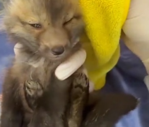 H0806002 My dog found a baby fox (Part 2)