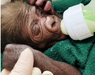 H0806004 Rescue a baby monkey (Part 2)