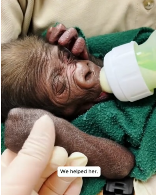 H0806004 Rescue a baby monkey (Part 2)