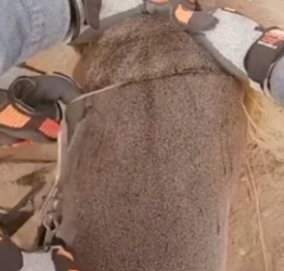 H0806008 Man rescued a baby seal that was caught in a net and adopted it (Part 2)
