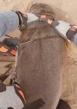 H0806008 Man rescued a baby seal that was caught in a net and adopted it (Part 2)
