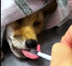 H0806001 Rescue a fox (Part 2)