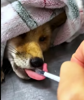 H0806001 Rescue a fox (Part 2)