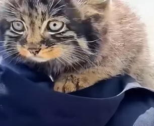 W3005002 A baby Pallas’s cat was rescued and lovingly nurtured by kind people (Part 2)
