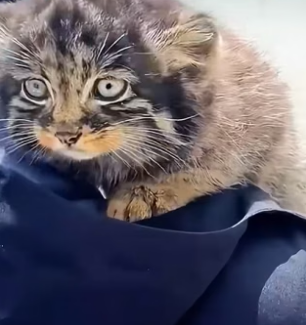 W3005002 A baby Pallas’s cat was rescued and lovingly nurtured by kind people (Part 2)