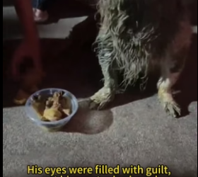 H0806012 A man tore up the road in front of his house to save his dog (Part 2)
