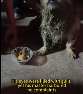 H0806012 A man tore up the road in front of his house to save his dog (Part 2)
