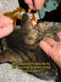 H0806009 This cat traded one of its paws for a forever family. (Part 2)
