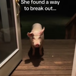 G0806009 Pigs are smart (Part 2)