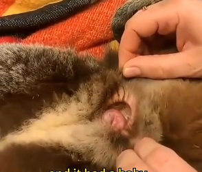 W2805012 A kind stranger rescued this injured mother koala… but no one expected what happened next (Part 2)