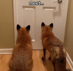 G0806003 Saved a fox and got Bo a job!  (Part 2)
