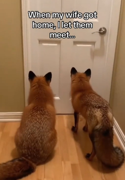 G0806003 Saved a fox and got Bo a job! (Part 2)