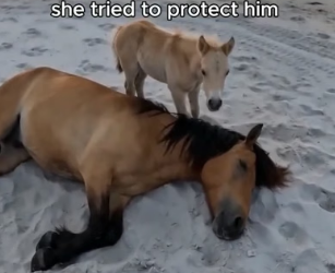 I was running on Corolla Beach in the Outer Banks this morning. I saw a wild mustang lying in the  (Part 2)