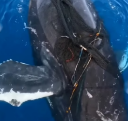 I was paddling out when I found a humpback whale tangled in a net, drowning. (Part 2)