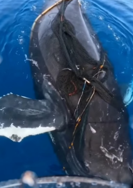 I was paddling out when I found a humpback whale tangled in a net, drowning. (Part 2)
