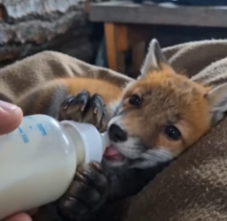 A golden eagle landed on my windowsill holding a live fox kit (Part 2)