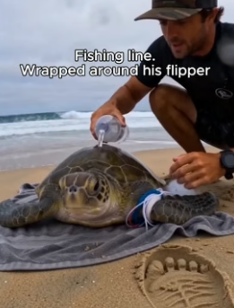 T0806001 I was paddling out when I saw a sea turtle that couldn’t dive (Part 2)
