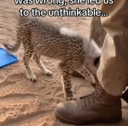 We saved a cheetah twice (Part 2)