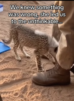 We saved a cheetah twice (Part 2)
