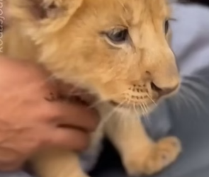 P0906008 I found this baby lion in the ashes… months later, he still remembered me (Part 2)