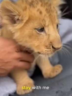 P0906008 I found this baby lion in the ashes… months later, he still remembered me (Part 2)