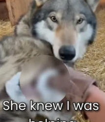F0906012 A Wounded Wolf Came to My Door for Help… Her Babies Were Crying (Part 2)