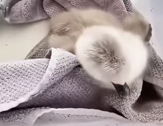 W3005001 A kind-hearted man rescued a baby swan clinging to life and helped it recover with love (Part 2)