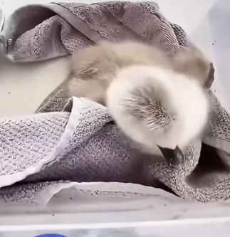 W3005001 A kind-hearted man rescued a baby swan clinging to life and helped it recover with love (Part 2)